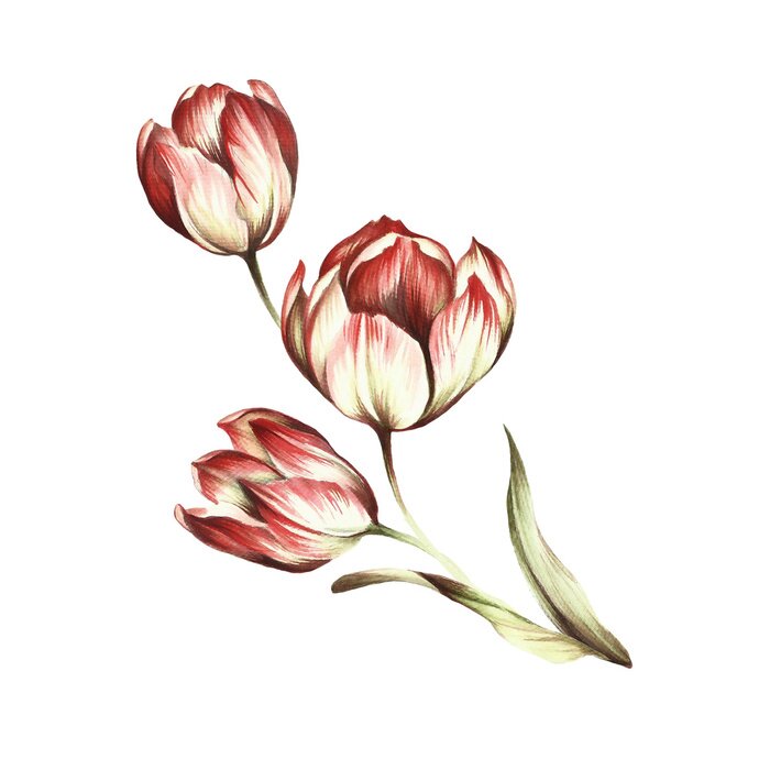 Poster Witte tulpen met rood getinte bloemblaadjes
