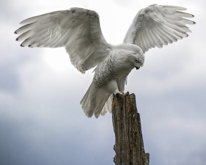 Poster Witte uil tegen de lucht