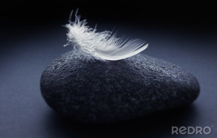 Poster Witte veer op steen