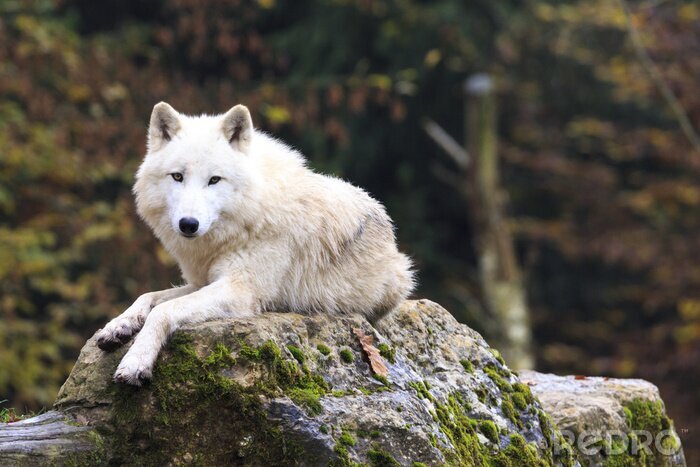 Poster Witte wolf die op een rots rust