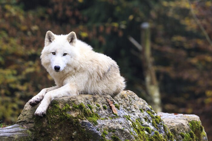 Poster Witte wolf die op een rots rust