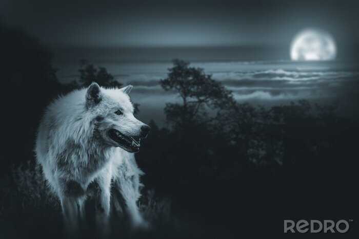 Poster Witte wolf met de maan