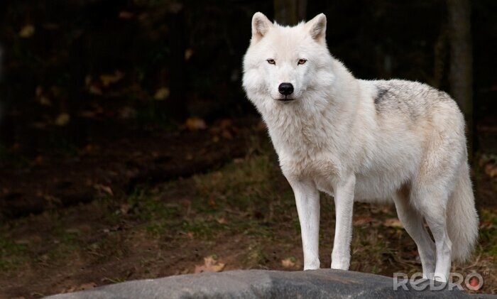 Poster Witte wolf op de achtergrond van het bos