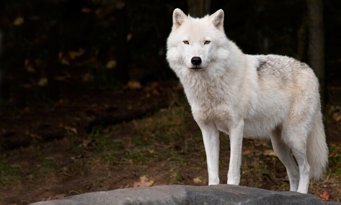 Poster Witte wolf op de achtergrond van het bos