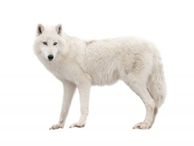 Poster Witte wolf op een lichte achtergrond