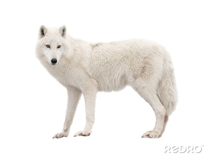 Poster Witte wolf op een lichte achtergrond