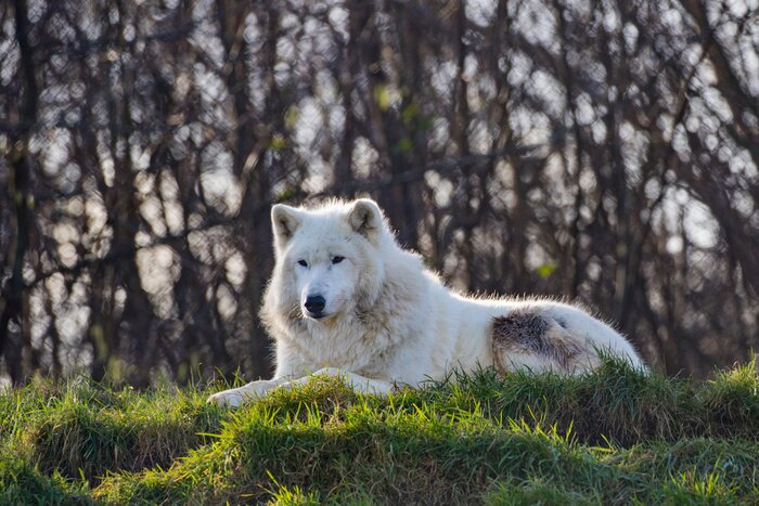 Poster Witte wolf op het gras