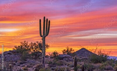 Woestijn met cactussen tegen de achtergrond van een zonsondergang
