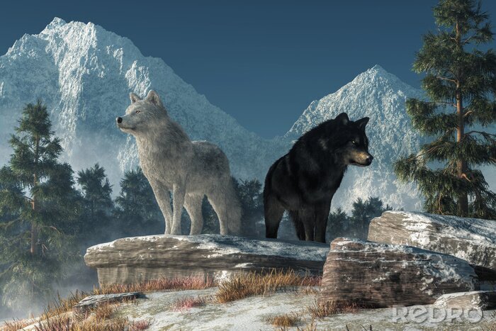 Poster Wolf en beer op de rots