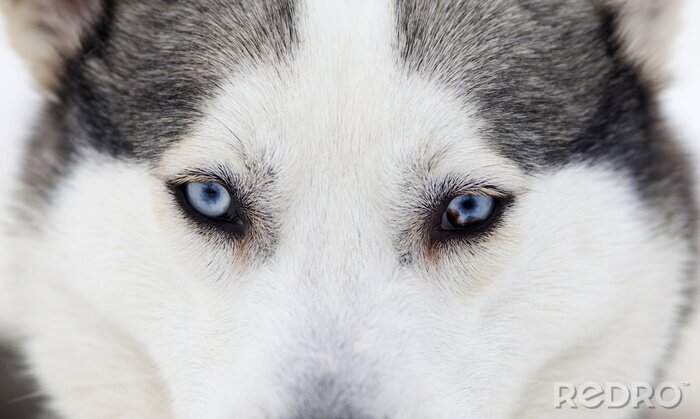 Poster Wolf met blauwe ogen