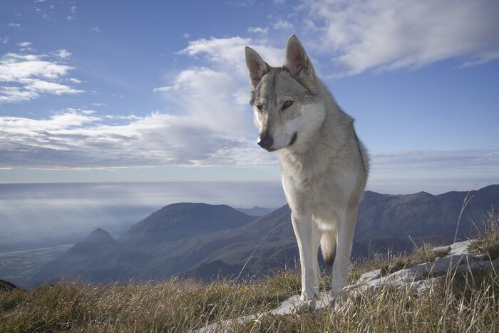 Poster Wolf tegen de achtergrond van de bergen
