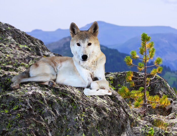 Poster Wolfsdier op de rots
