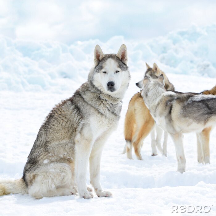 Poster Wolven dieren in de sneeuw
