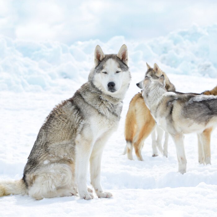 Poster Wolven dieren in de sneeuw