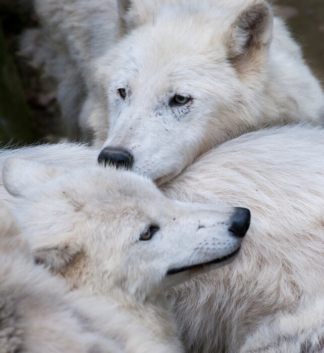 Poster Wolven in een roedel