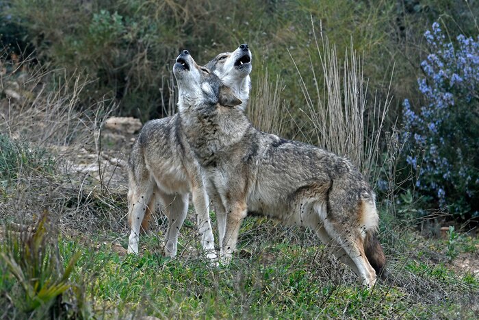 Poster Wolven in het gras