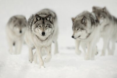 Fotobehang Wolven lopen op een besneeuwde weg