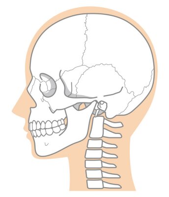 Poster 頭蓋骨　頭部の骨