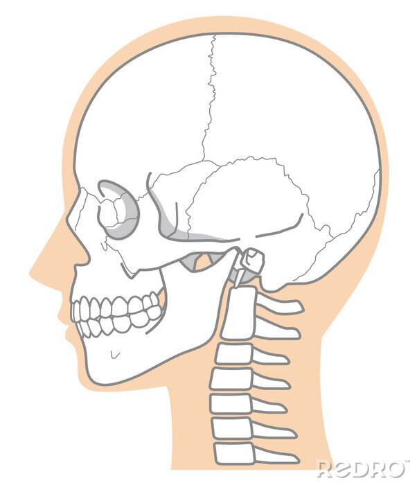 Poster 頭蓋骨　頭部の骨