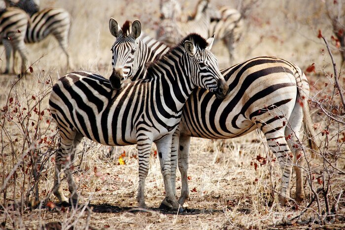 Poster Twee Zebra's staan ​​naast elkaar