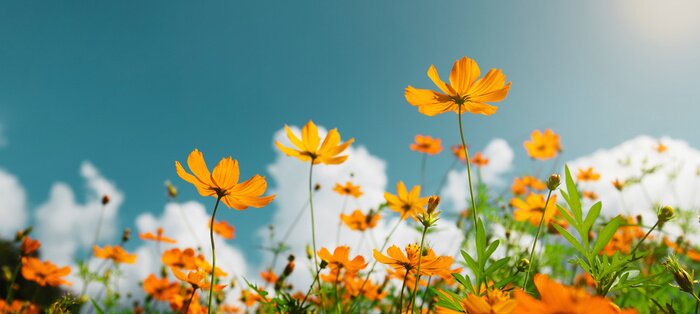 Poster yellow flower cosmos bloom with sunshine and blue sky background