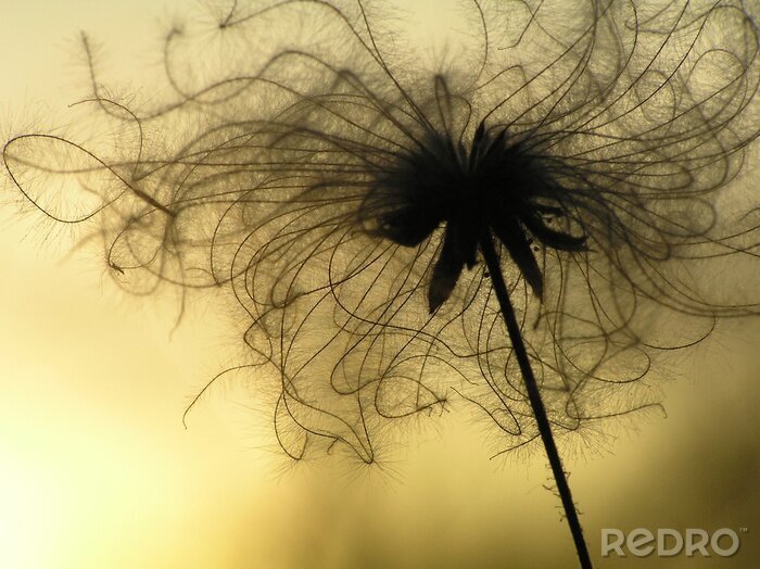 Poster zaad in de schemering