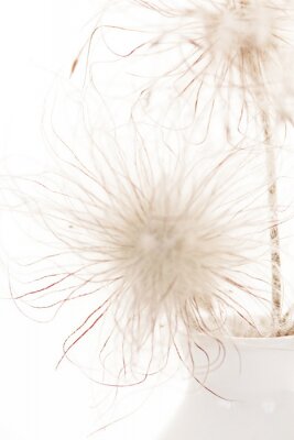 Zachte paardenbloemen