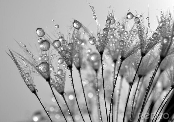 Poster Zaden in dauwdruppels