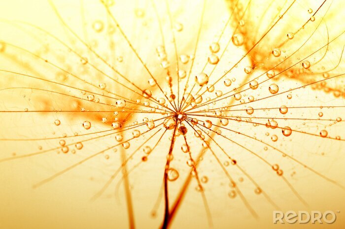 Poster Zaden van een paardenbloem in sepia