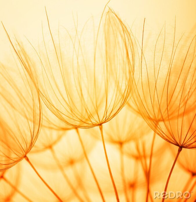 Poster Zaden van een paardenbloem vintage