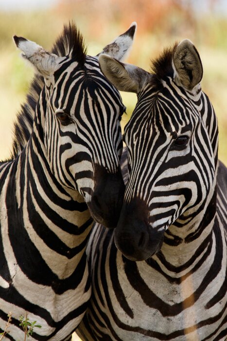 Poster Zebra's knuffelen