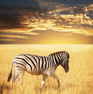 Poster Zebra dier in de zon