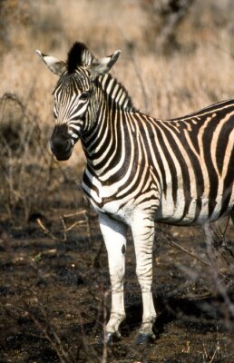 Poster Zebra (Equus burchellii) del Parco Nazionale del Kruger in Zuid-Afrika