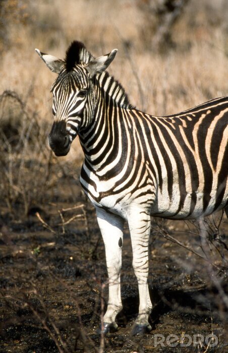 Poster Zebra (Equus burchellii) del Parco Nazionale del Kruger in Zuid-Afrika