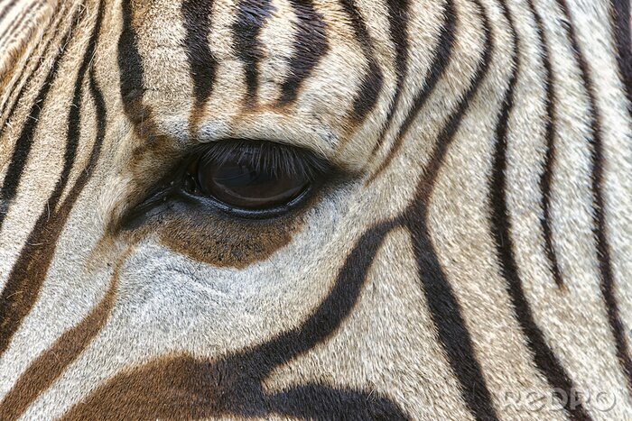 Poster Zebra eye close-up