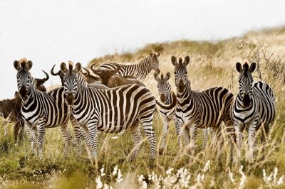 Poster Zebra familiegroep