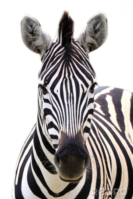 Poster Zebra geïsoleerd op wit