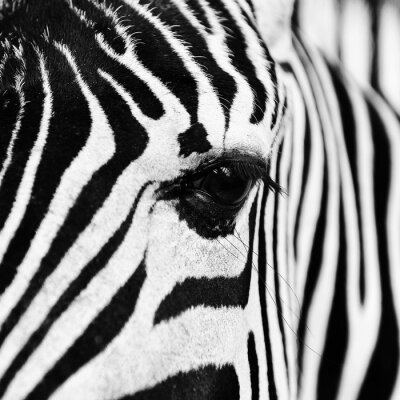 Poster zebra in het veld