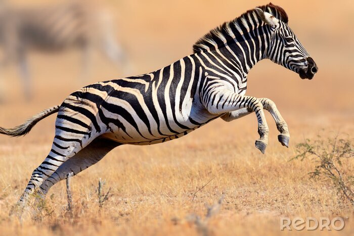 Poster Zebra lopen en springen