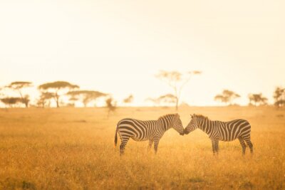Poster Zebra Love in the Serengeti