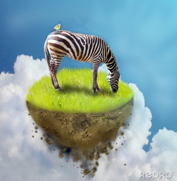 Poster Zebra op stuk grond