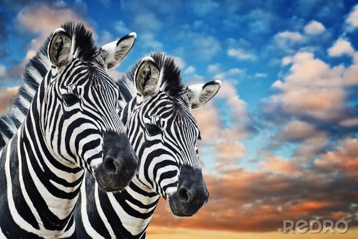 Poster Zebra's in het wild