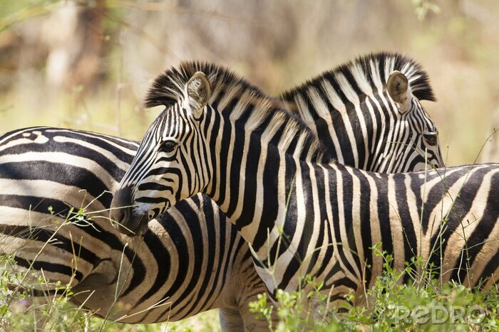 Poster zebra van Burchell in Kruger National Park