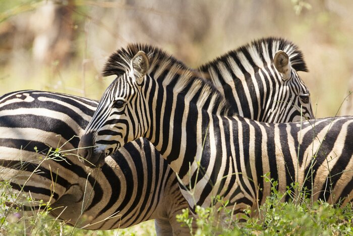 Poster zebra van Burchell in Kruger National Park