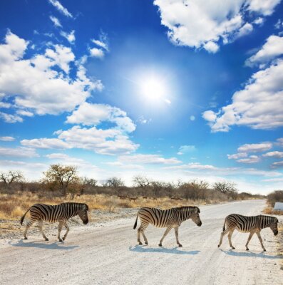 Poster Zebradieren die de weg oversteken