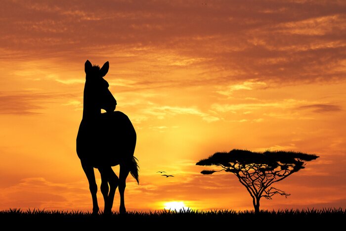 Poster zebras silhouette at sunset