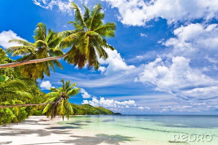 Poster Zee en palmbomen op de Seychellen