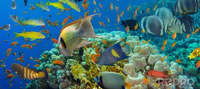 Poster Zee panorama met vissen