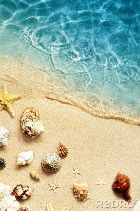 Poster Zee strand en schelpen