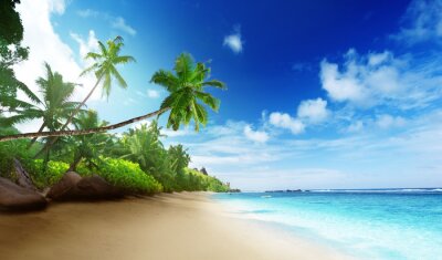 Zee zand en palmbomen